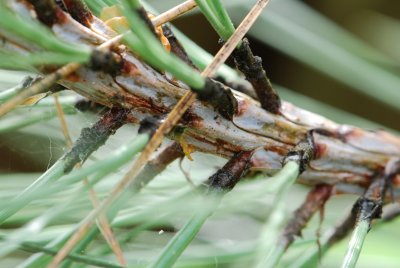 Pinus coulteri - borovice coulterova - jehlice